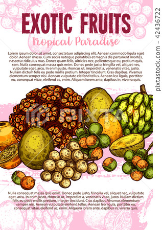 Exotic tropical fresh fruits sketch poster 42436722