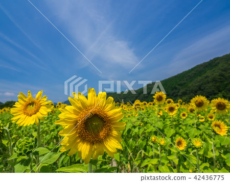 向日葵田 42436775