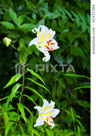 Wild lily Wild lily 42437384