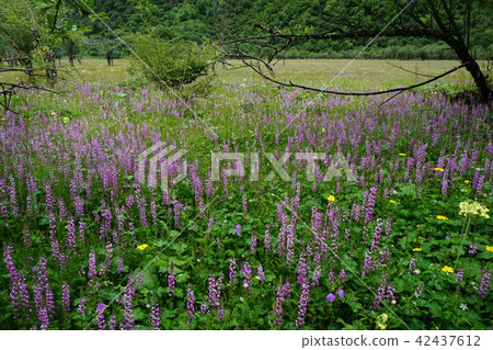 Petty Claris / Nyaramensis 42437612