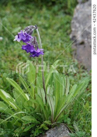 報春花Calderiana 報春花Calderiana 42437620