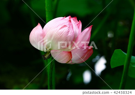 蓮花 蓮花 42438324