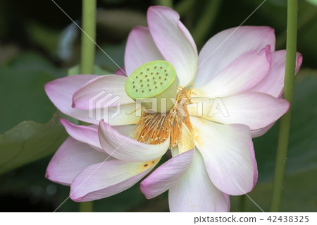 蓮花 蓮花 42438325