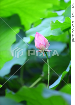 蓮花 蓮花 42438326