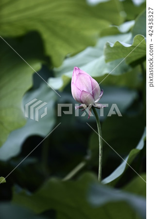 蓮花 42438327