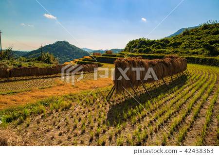 Harvesting autumn rice terraces Harvesting autumn rice terraces 42438363