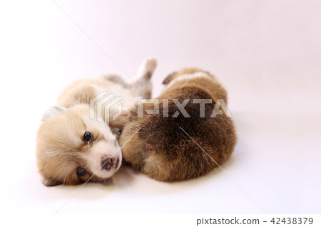 柯基犬小狗 42438379