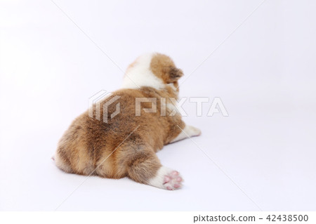 柯基犬小狗 42438500