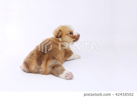 柯基犬小狗 柯基犬小狗 42438502