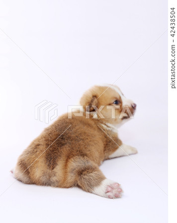 Corgie puppy Corgie puppy 42438504