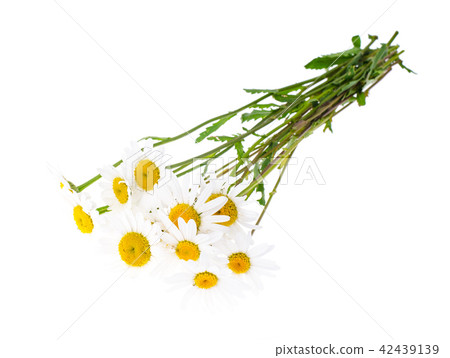 Bunch of white fresh chamomiles Bunch of white fresh chamomiles 42439139