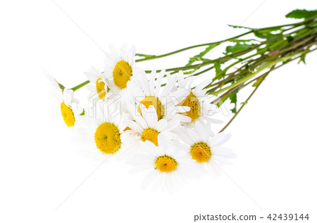 Bunch of white fresh chamomiles Bunch of white fresh chamomiles 42439144