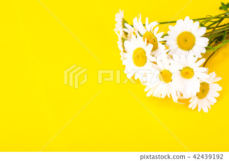 Bunch of white fresh chamomiles Bunch of white fresh chamomiles 42439192