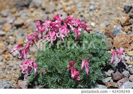 Norikura舞蹈Tatamiaira的夏天 42439249