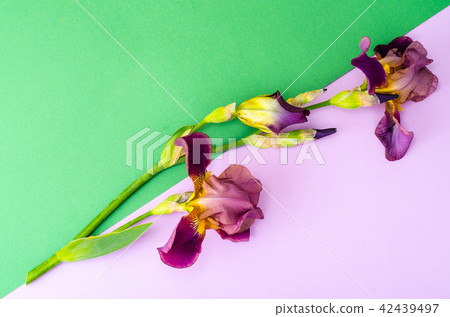 Blooming iris on bright paper background. Blooming iris on bright paper background. 42439497