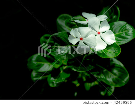 Beautiful white flower with pink at center green  42439596