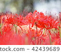 Red carpet of Higanbana 42439689