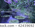 A water lily that can be fresh feelings 42439692