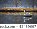 Swan quietly nestled in the morning mist 42439697