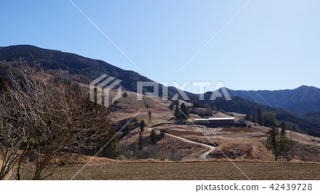 Shinto shrine Shinto shrine 42439728