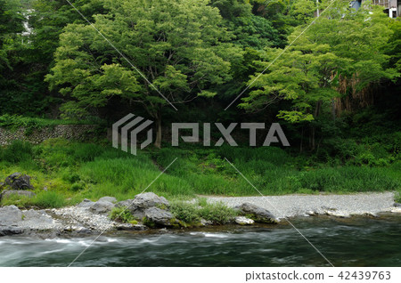 綠色奧多摩 42439763