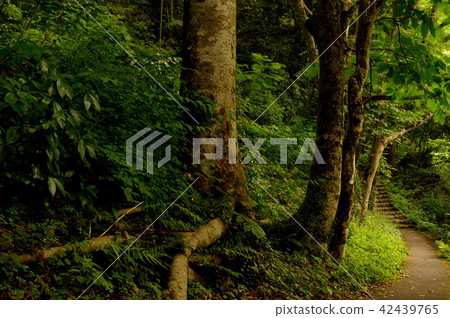 綠色奧多摩 綠色奧多摩 42439765