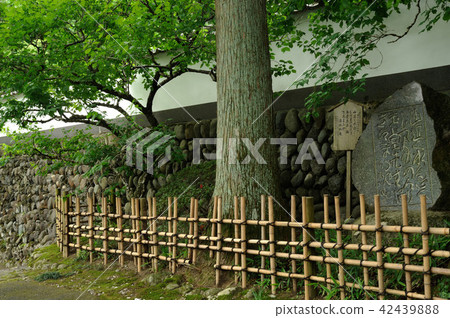 綠色奧多摩 42439888