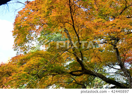 Momiji's autumn leaves, yellow leaves 42440897