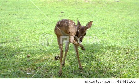 Deer of Nara Park Deer of Nara Park 42441166