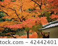 Calm fall autumn leaves 42442401