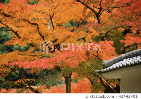 Calm fall autumn leaves Calm fall autumn leaves 42442401