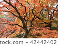 Autumn leaves of calm color 42442402