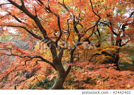 Autumn leaves of calm color Autumn leaves of calm color 42442402