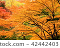 Autumn leaves burning in autumn 42442403