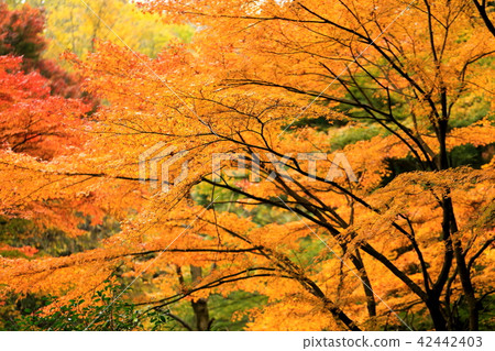 Autumn leaves burning in autumn Autumn leaves burning in autumn 42442403