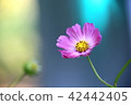 Autumn cosmos 42442405