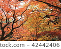 Autumn leaves 42442406