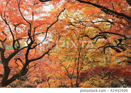 Autumn leaves Autumn leaves 42442406