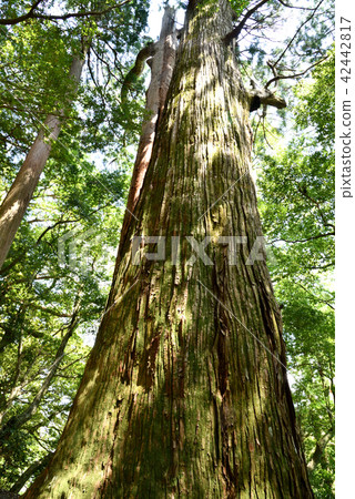 Kumano Kodo no Onna cedar Kumano Kodo no Onna cedar 42442817
