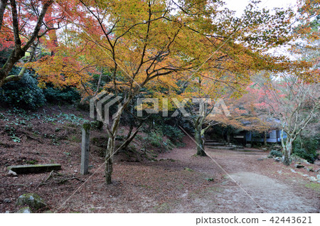 鮮紅的秋葉 鮮紅的秋葉 42443621