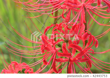Crimson Mando Saka 42443753