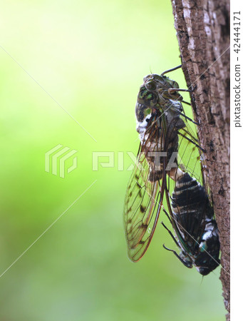 Copulation of cicadas 42444171