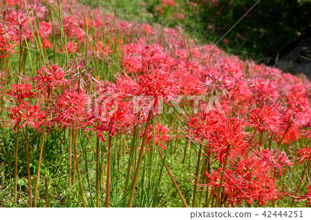 Slopes clustered by cluster amaryllis Slopes clustered by cluster amaryllis 42444251