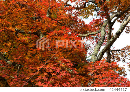 著色公園,胡的秋葉 著色公園,胡的秋葉 42444517