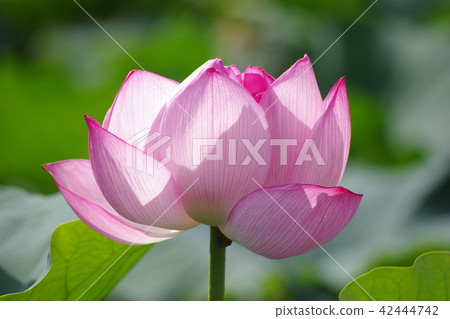 蓮花 蓮花 42444742