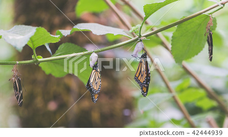 Hanging butterflies and cocoons Hanging butterflies and cocoons 42444939