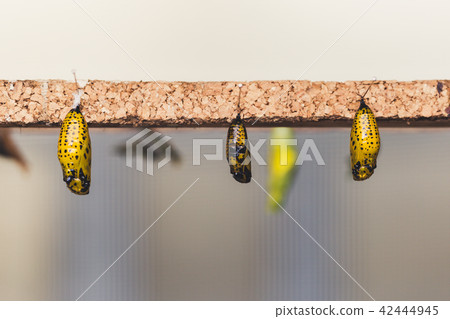 Hanging cocoons and larvae Hanging cocoons and larvae 42444945