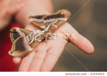 Giant Moth closeup on human hand. 42444950