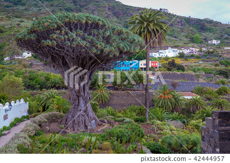 Famous Dragon Tree Drago Milenario 42444957