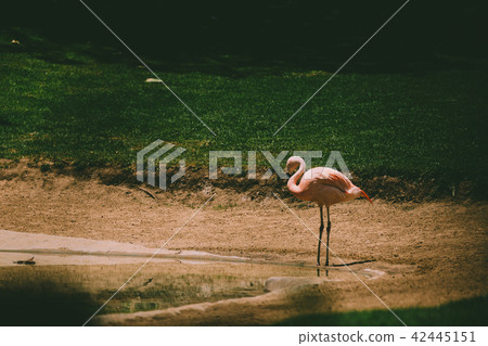 Flamingos birds in zoo park stand on grass. Flamingos birds in zoo park stand on grass. 42445151